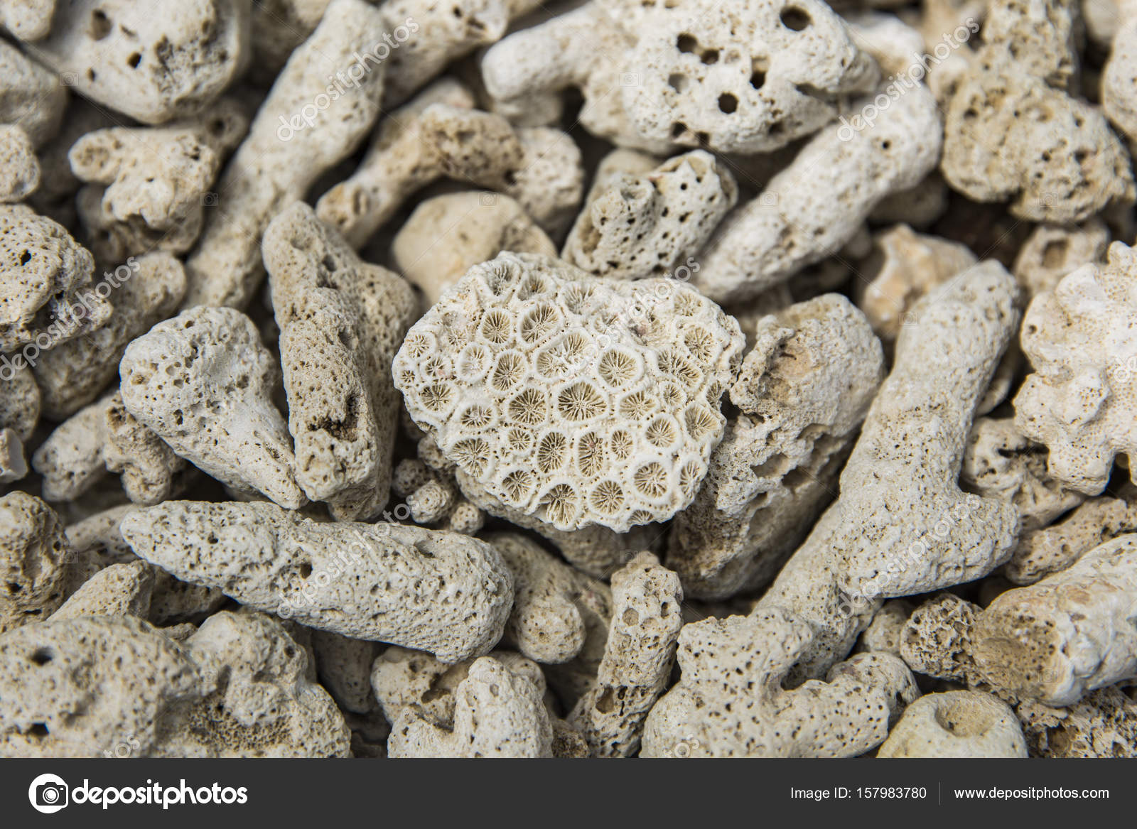 Interesting texture from a closeup of coral rock — Stock Photo