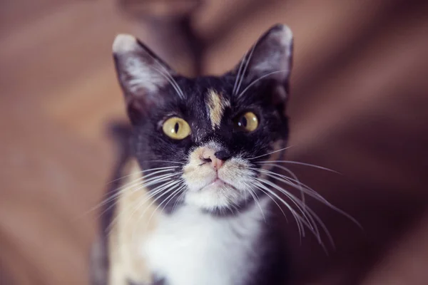 Gato bonito sentado de joelhos de seu proprietário, vista de perto — Fotografia de Stock