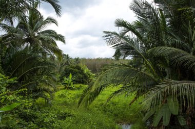 Orman orman. Asya'nın tropikal ağaçlar. Tayland derin yağmur ormanlarında yürüyüş yolu ile güzel macera doğa manzara arka plan