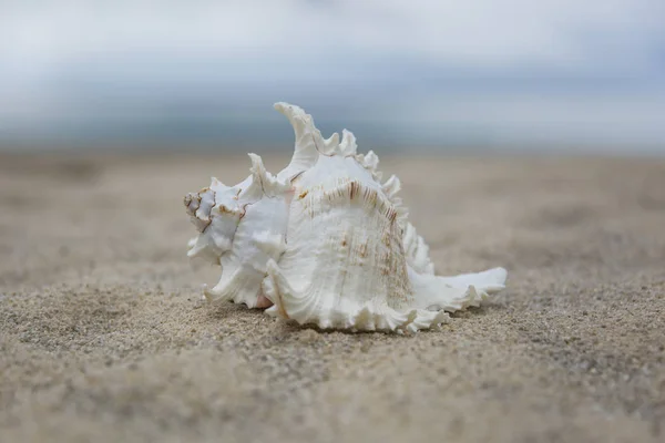 Several sea shells on the sand background — Stock Photo, Image