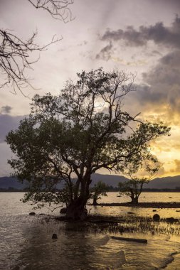 Ağaçlar arka plan üzerinde renkli gün batımında Tayland Körfezi kıyısında