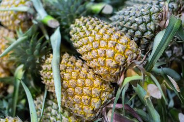 Ananas meyve hasat ve ekran satılık piyasada çiftçiler masada kazık.