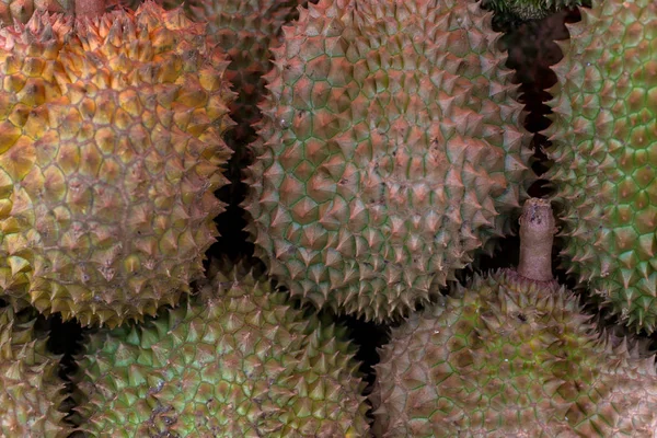 close up image of Durian, Thai traditional local fruits. Durian have sharp thorn on the outside. Durian has yellow pulp and sweet taste. Durian has strong strange weird smell.