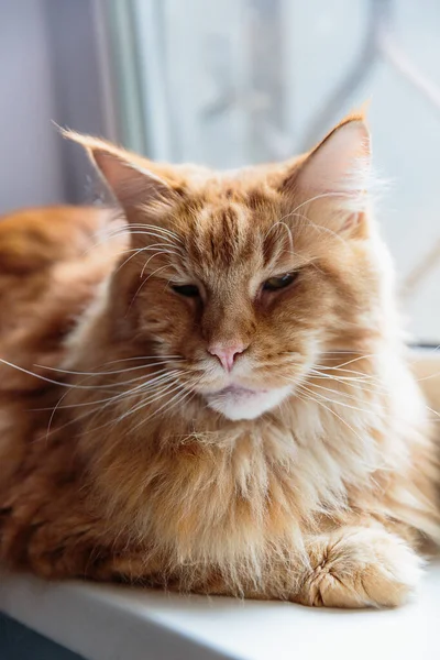 Close-up Retrato de Ginger Adorável Maine Coon Cat Curioso Olhando na Câmera — Fotografia de Stock