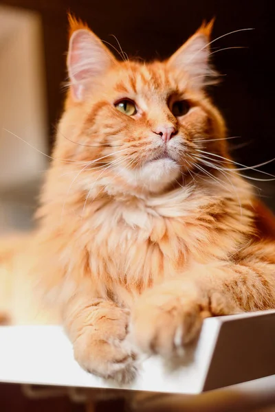 Close-up Retrato de Ginger Adorável Maine Coon Cat Curioso Olhando na Câmera — Fotografia de Stock