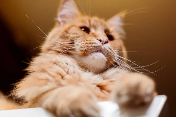 Close-up Retrato de Ginger Adorável Maine Coon Cat Curioso Olhando na Câmera — Fotografia de Stock