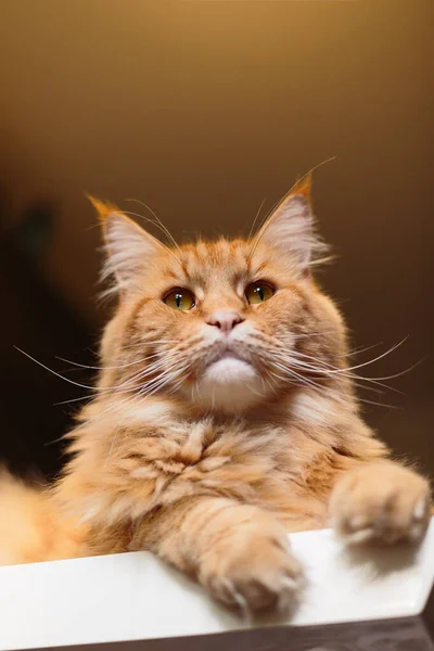 Κοντινό πλάνο Πορτρέτο του Αξιολάτρευτο Ginger Maine Coon Cat Περίεργος Κοιτάζοντας στην κάμερα — Φωτογραφία Αρχείου