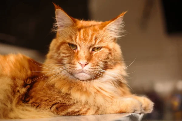 Close-up Retrato de Ginger Adorável Maine Coon Cat Curioso Olhando na Câmera — Fotografia de Stock