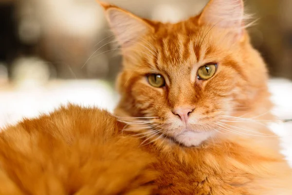 Close-up Retrato de Ginger Adorável Maine Coon Cat Curioso Olhando na Câmera — Fotografia de Stock