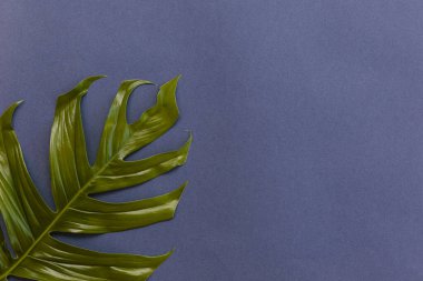 Mavi arka planda tropik palmiye yaprağı. Düz yatış, üst görünüm