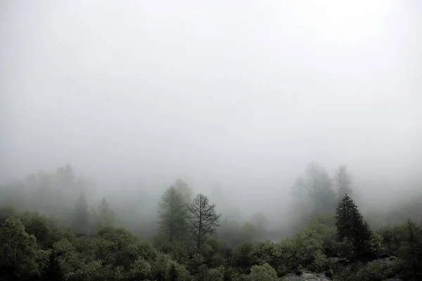 Nubes de niebla surgiendo del oscuro bosque montañoso alpino — Foto de Stock