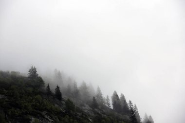 sisli bulutlar karanlık Alp dağ ormandan yükselen