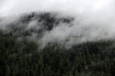 sisli bulutlar karanlık Alp dağ ormandan yükselen