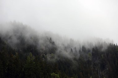 sisli bulutlar karanlık Alp dağ ormandan yükselen