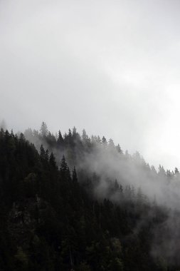 sisli bulutlar karanlık Alp dağ ormandan yükselen