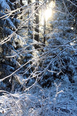 bir orman ruh/ayrıntı bir güneşli kış gününde