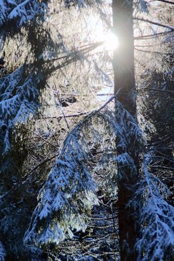 bir orman ruh/ayrıntı bir güneşli kış gününde