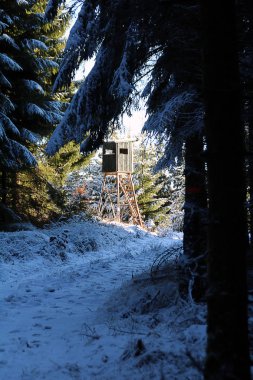bir orman ruh/ayrıntı bir güneşli kış gününde