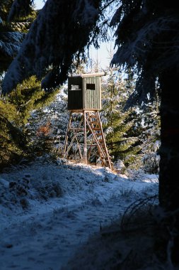 bir orman ruh/ayrıntı bir güneşli kış gününde