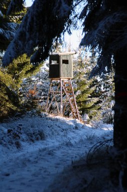 bir orman ruh/ayrıntı bir güneşli kış gününde