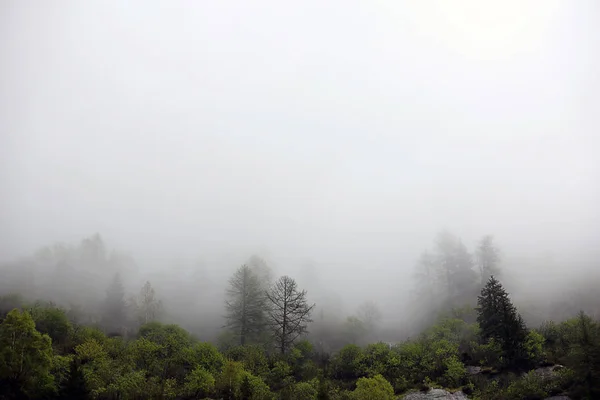 Nubes de niebla surgiendo del oscuro bosque montañoso alpino — Foto de Stock