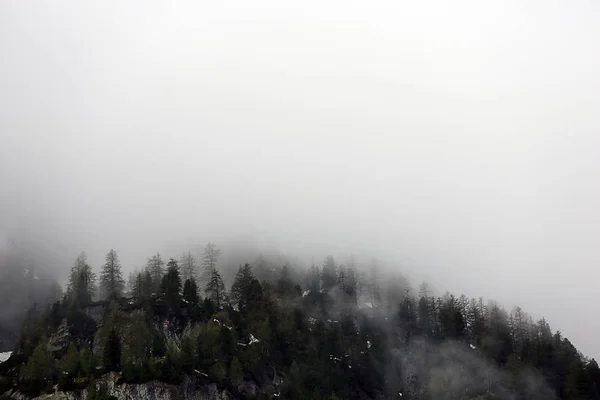 雾云上升从黑暗的高寒山区森林 — 图库照片