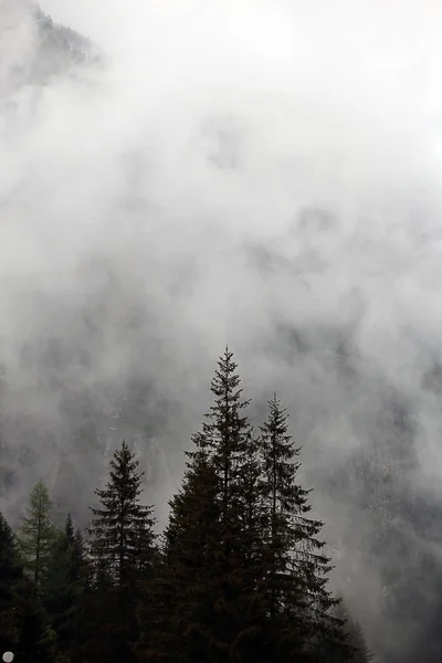 Mistige wolken stijgen van donkere alpine bergbos — Stockfoto