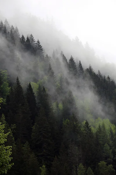 Mlžné mraky stoupající z temné alpského horského lesa — Stock fotografie