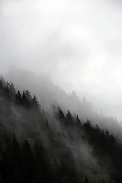Nebelschwaden steigen aus dunklem alpinen Bergwald auf — Stockfoto
