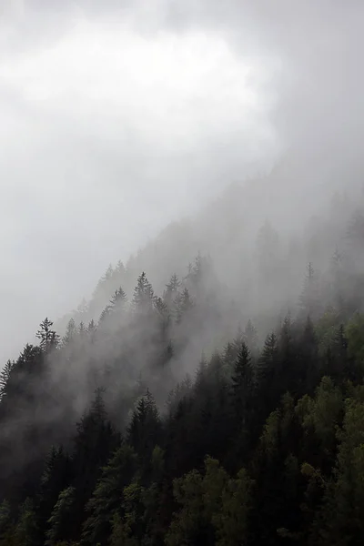 Nuvens nebulosas subindo da floresta montanhosa alpina escura — Fotografia de Stock