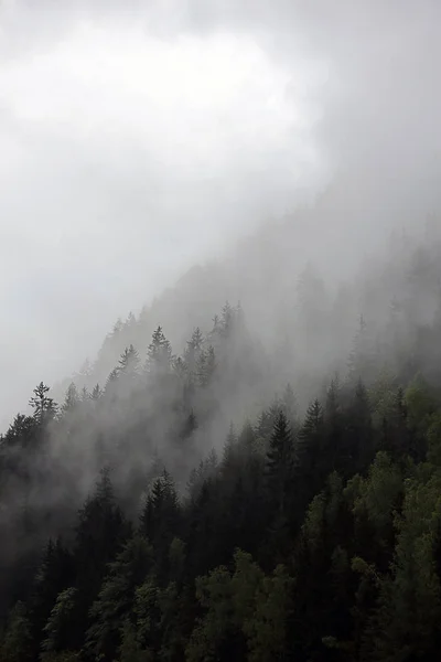 Туманные облака, поднимающиеся из темных альпийских лесов — стоковое фото