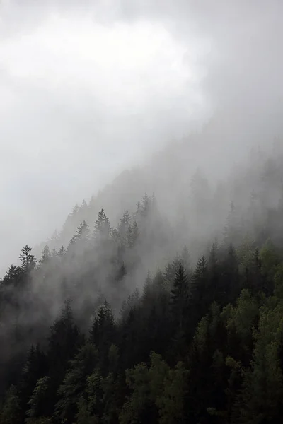 Nuvens nebulosas subindo da floresta montanhosa alpina escura — Fotografia de Stock