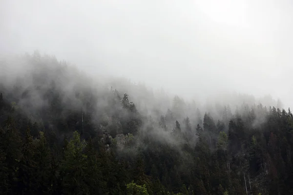 Nuvens nebulosas subindo da floresta montanhosa alpina escura — Fotografia de Stock