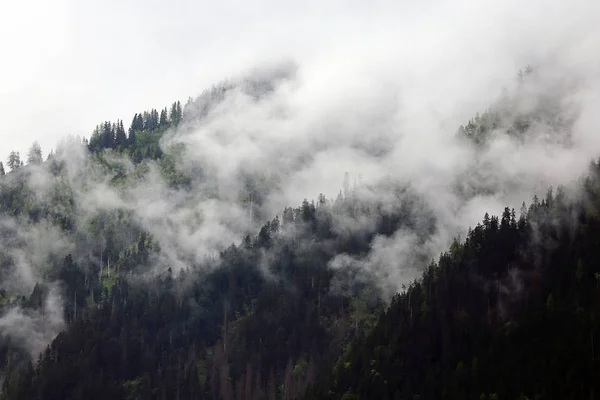 Mistige wolken stijgen van donkere alpine bergbos — Stockfoto