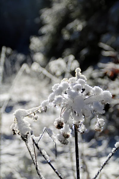 Une humeur de forêt / détail par une journée ensoleillée d'hiver — Photo