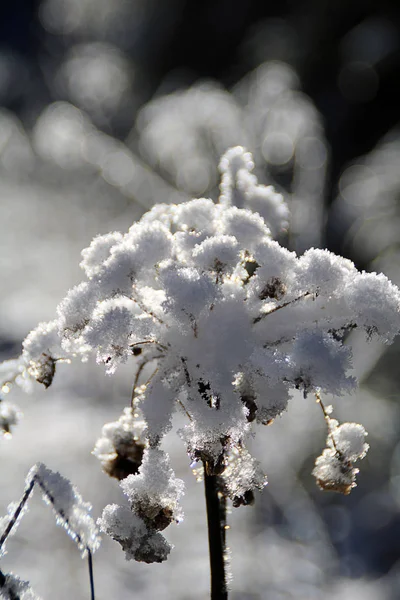 Egy erdő hangulat/részlet egy napsütéses téli napon — Stock Fotó
