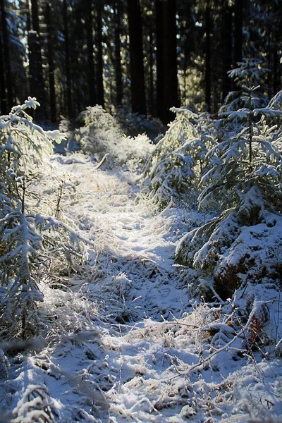 Un ambiente / detalle del bosque en un día soleado de invierno — Foto de Stock