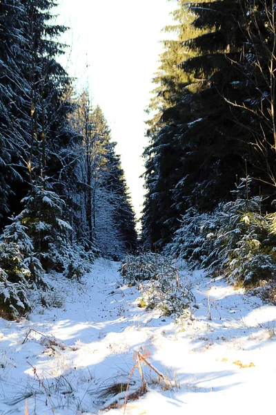 Un ambiente / detalle del bosque en un día soleado de invierno — Foto de Stock