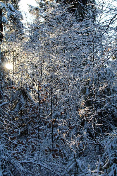 Un ambiente / detalle del bosque en un día soleado de invierno —  Fotos de Stock