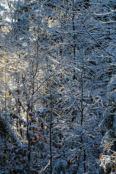Une humeur de forêt / détail par une journée ensoleillée d'hiver — Photo