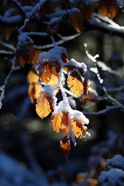 En skog humör/detalj på en solig vinterdag — Stockfoto
