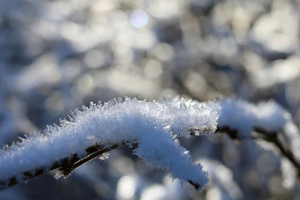 Un ambiente / detalle del bosque en un día soleado de invierno —  Fotos de Stock