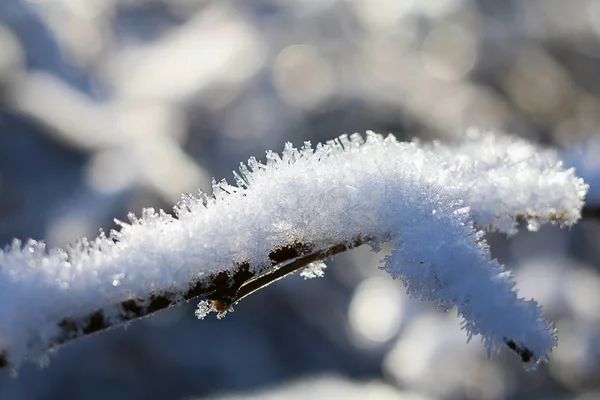 Un ambiente / detalle del bosque en un día soleado de invierno —  Fotos de Stock