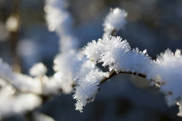 Un ambiente / detalle del bosque en un día soleado de invierno —  Fotos de Stock