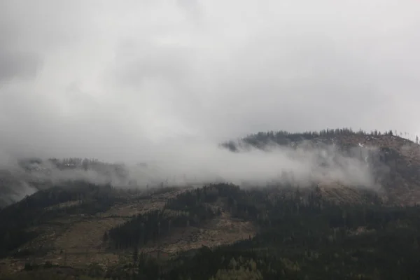 Ködös felhők sötét alpesi hegyi erdő emelkedik — Stock Fotó