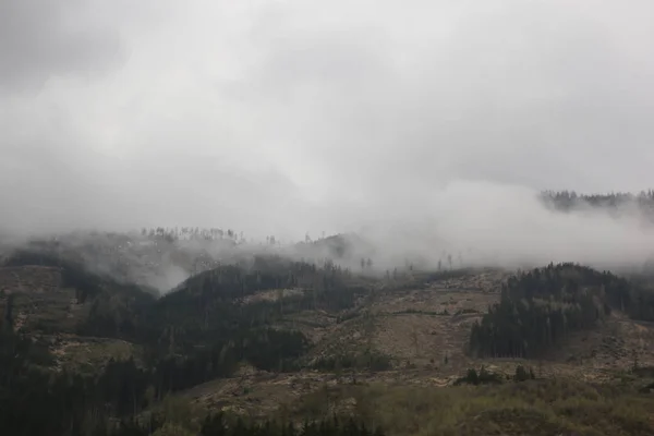 雾云上升从黑暗的高寒山区森林 — 图库照片