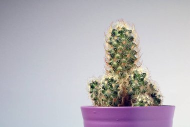 izole kaktüs/sulu tarafsız arka plan önünde