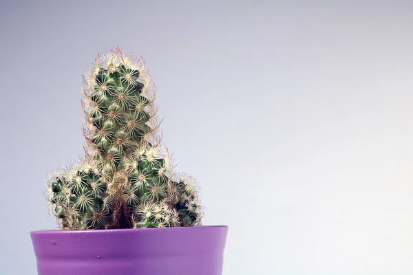 Cactus isolé / succulent devant un fond neutre — Photo