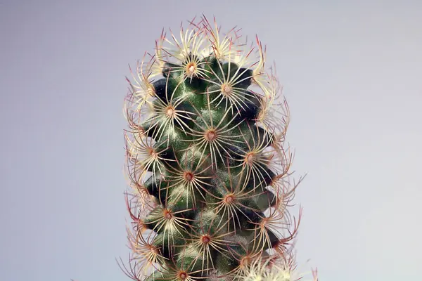 Isolated cactus/succulent in front of neutral background — Stock Photo, Image