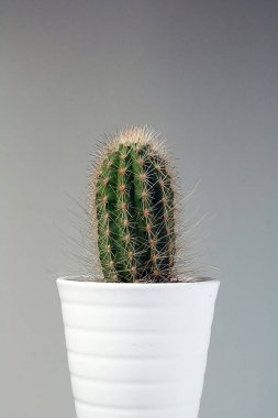 izole kaktüs/sulu tarafsız arka plan önünde